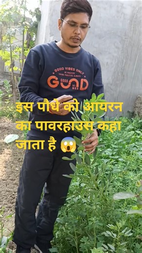 बाकला 🫛| Vicia faba | Broad bean #youtubeshorts #shorts