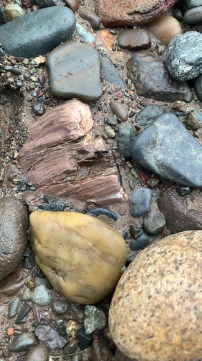 Here’s A Nice Chunk Of Petrified Wood From The River Today! #fossil #rock #rockhound #geology #pretrifiedwood #washington #river