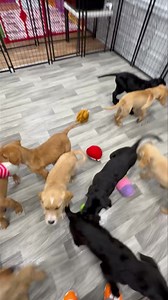 Check out this new bunch. They are Lab/Airedale mixes that are nine weeks old. Will be at our adoption event this Friday at the Washington Petsmart from 6-8. | Bridge To Home Animal Rescue