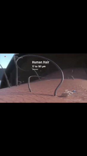 Size comparison of living organisms #reel #medicalstudent #reelsfb #viralreels #reelsvideo #neetexam #reelsusa #botany #viralpost #zoology #reelsindia #reelsuk #trending #science #trendingreels #instatrends #STEMeducation #biology | Encyclopedia of Science