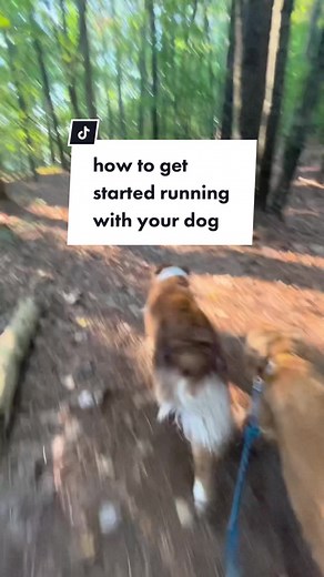 Aussie & Golden Retriever on TikTok