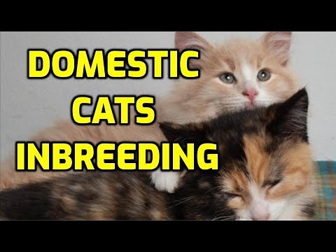 Do Cats Mate With Their Brothers And Sisters?