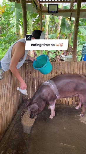 Eating Time on the Pig Farm