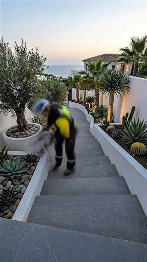 Restoring Concrete Stairs Into a Luxury Mediterranean Entrance #landscaping #diy #satisfying