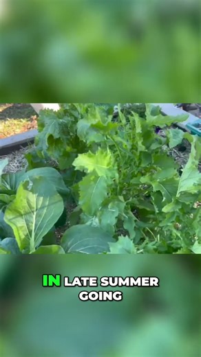 Gardening Broccoli Rabe: Perfect Timing Tips #shorts