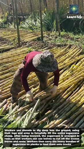 How sugarcane is harvested on a large scale