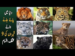 Types of Big Cats in the World |Lion, Tiger, Leopard, Jaguar, Snow Leopard, Cheetah, Cougar, Panther