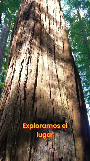 Secuoyas de California a la Belleza de Oregón #shorts