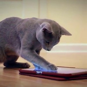 81 reactions | Fishdom on Reels | Facebook