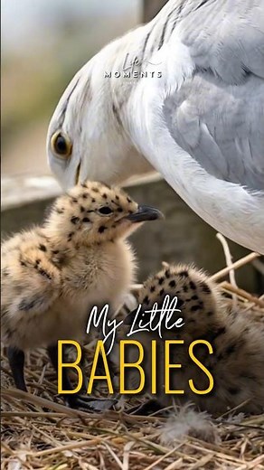 A Seagull Family Moment