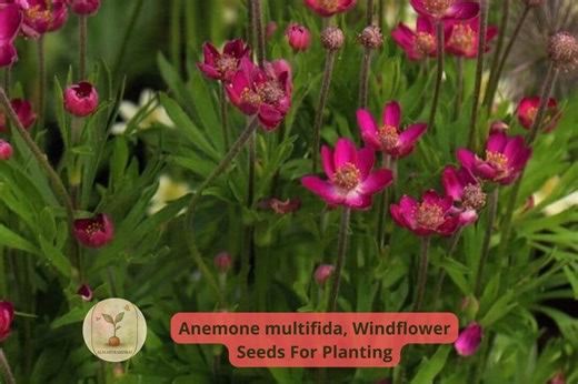Anemone Multifida Seeds | Windflower | Native Perennial Wildflower | Spring Bloom | 100 Seeds - Etsy
