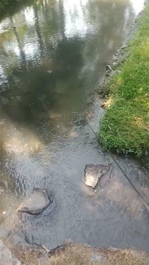 Microfishing di sungai #microfishing #mancingceria #mancingwader #mamcingliar