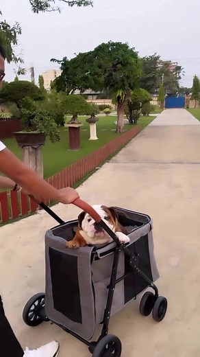 English Bulldog on TikTok