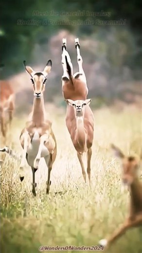 🦌✨‼️Graceful Impalas‼️✨🦌 | Let's Witness Beautiful Impalas, Stotting & Pronking in the Savannah!🌿🦌🌱