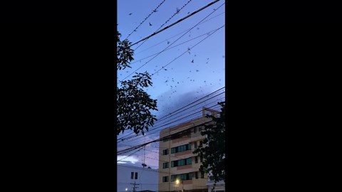 Hundreds of birds gather on power lines at dusk in the Philippines