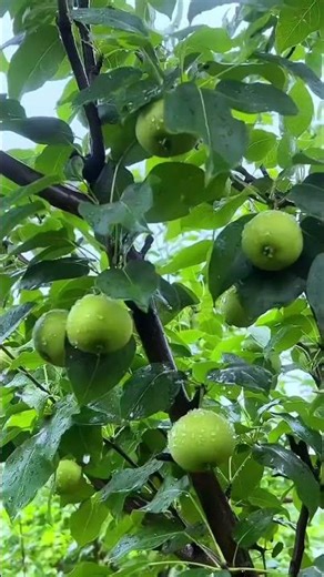 #rain #rainoundforsleep #meditationsounds #relax #rainsound #sleepsounds #nature #rainsounds