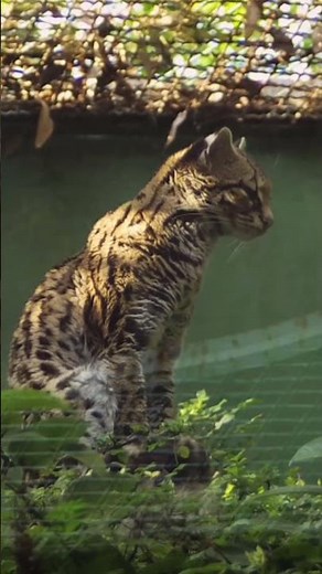 Majestic Ocelot | The Wild Spotted Beauty of the Jungle.