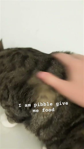 Don’t worry, I gave him treats after #foryou #catshorts #cute #cutecat ￼