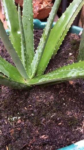 El musgo vivo es un tipo de planta pequeña y no vascular que crece en ambientes húmedos y sombríos. Es común encontrarlo en bosques, selvas y zonas con alta humedad. El musgo vivo desempeña un papel importante en los ecosistemas, la ayudará a retener la humedad del suelo, prevenir la erosión y proporcionar hábitats para pequeñas criaturas. Es esencial para los terrarios. Escriba: MUSGO VIVO. #reelsfacebook #micasatucasa #reelsviral #plantas #jardin | MI CASA TU CASA