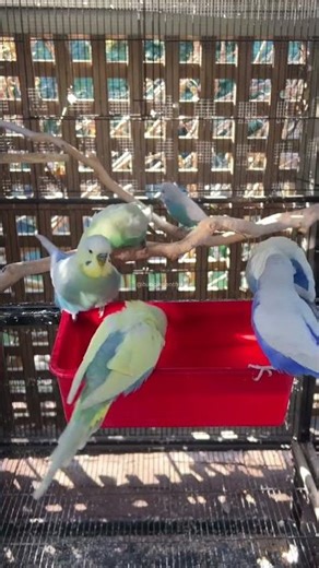 clearwing budgies taking bath #rainbowbudgiesworld #breedingpair #birds #birdbreeding