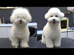 Change for Adorable dog! / Bichon Frise Grooming