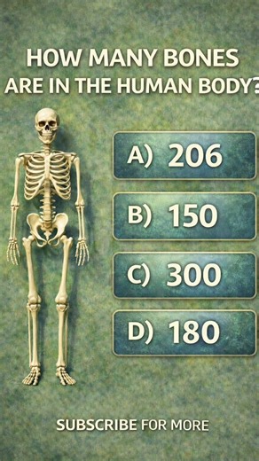 How Many Bones Are in the Human Body? 🦴