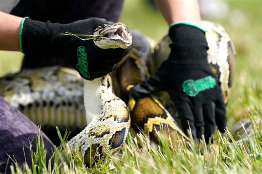 Florida Python Challenge returns after last year’s record removal