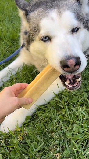 This Black Friday, grab UP to 40% OFF on lactose-free Yak Chews, perfect for sensitive pups. Give them a treat that loves them back!⁣ ✨ Use Code: BLACKFRIDAY for safe, tasty deals site-wide! | Bully Bunches