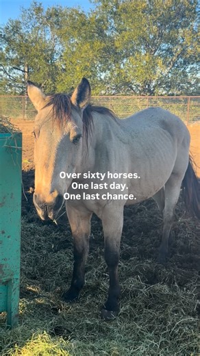 12K views · 4.8K reactions | OVER SIXTY HORSES SHIP OUT TODAY!! I...