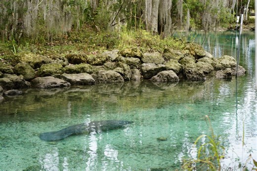 ZooTampa releases record-breaking 26 manatees back into Florida waters in 2025