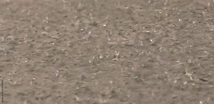 splashing water that occurs when rainwater falls on a puddle