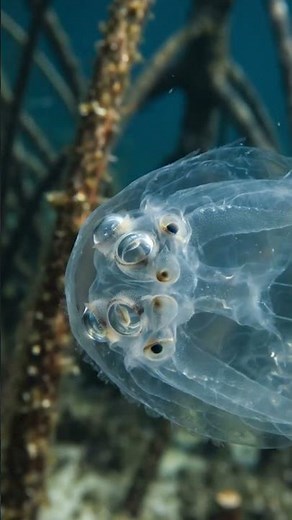Box Jellyfish: 5 Amazing Facts You Didn't Know! 🌊#BoxJellyfish #OceanFacts #MarineLife