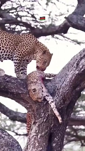 Cheetah 🐆 eating leopard 🐆 || Nature is wild sometimes | Nairobi Kenya Africa Kenyan | Digital Times