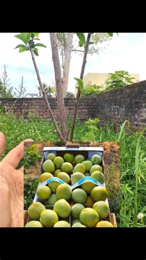 My 6th Plum Variety_Yellow stone Israeli Plum