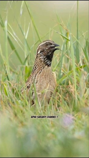 Coturnix coturnix _ codorniz Caille des blés - Common Quail #birds