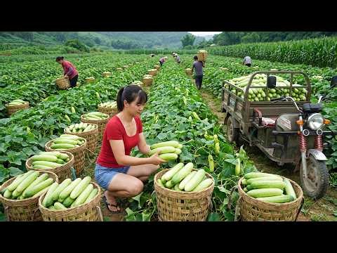 Harvesting 120KG+ Cucumbers | Load a 3-Wheeled Truck & Sell Them at the Market