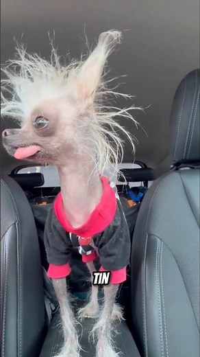 The UGLIEST dog breed in the world #animals