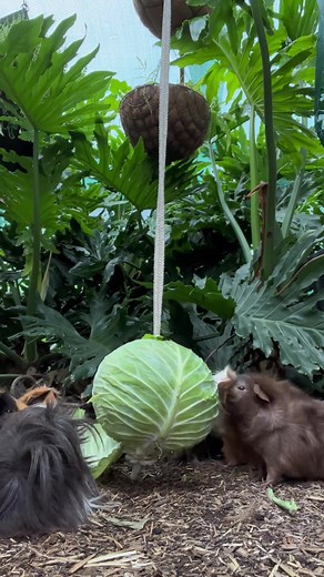 The cabbage piñata works for guinea pigs too. Credit to @The_henpire_