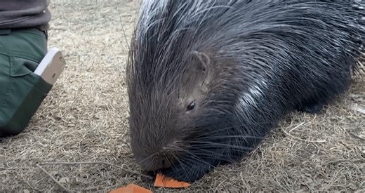 CMZoo welcomes new porcupine companion for Waffles