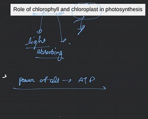 Role of chlorophyll and chloroplast in photosynthesis... | Filo