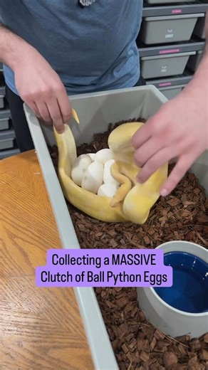 Collecting a MASSIVE Clutch of Ball Python Eggs! Keep watching to see what HATCHED!