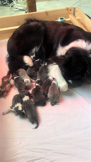 13 Chiots Border Collie Bleus et Lilac Nés !