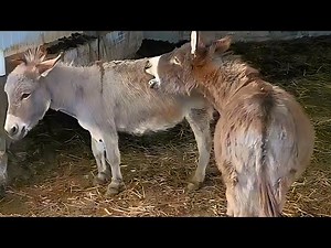 Donkey Meeting for the First Time 🐴 | Adorable Priceless Reaction