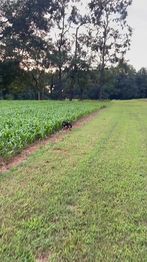 Rabbit's Houdini Escape Challenge
