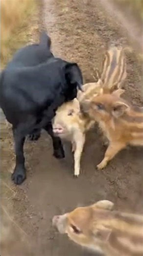 Baby Hogs and Their Loving Savior 💞