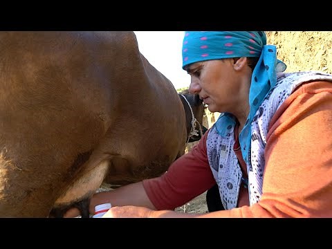 MORNING routine in DAGESTAN. Village everyday life. Russia today