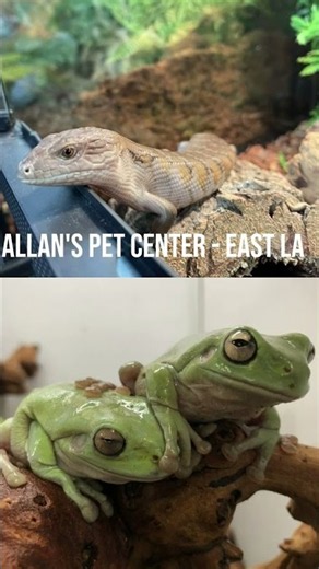 Best Exotic Pet stores In LA #losangeles #aquarium #reptiles @huntertheyounggunner9440