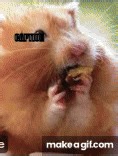 top 100 cutest hampsters on Make a GIF