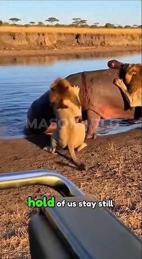 Lions vs Hippo — Raw Safari Moment Caught on Camera #shorts #animals #wildlife