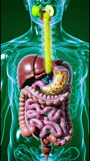 Mouth to Anus Apple Journey